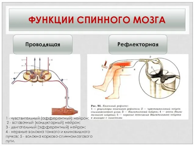 ФУНКЦИИ СПИННОГО МОЗГА Проводящая Рефлекторная 1 - чувствительный (афферентный) нейрон; 2 -