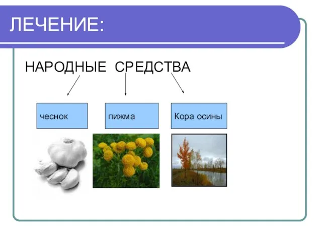 ЛЕЧЕНИЕ: НАРОДНЫЕ СРЕДСТВА чеснок Кора осины пижма