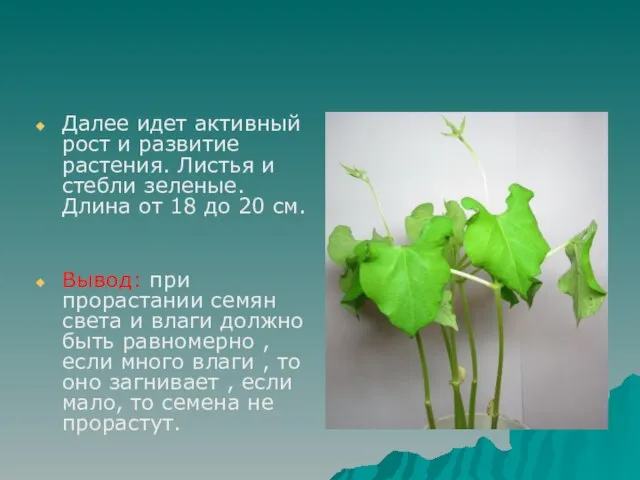 Далее идет активный рост и развитие растения. Листья и стебли зеленые. Длина