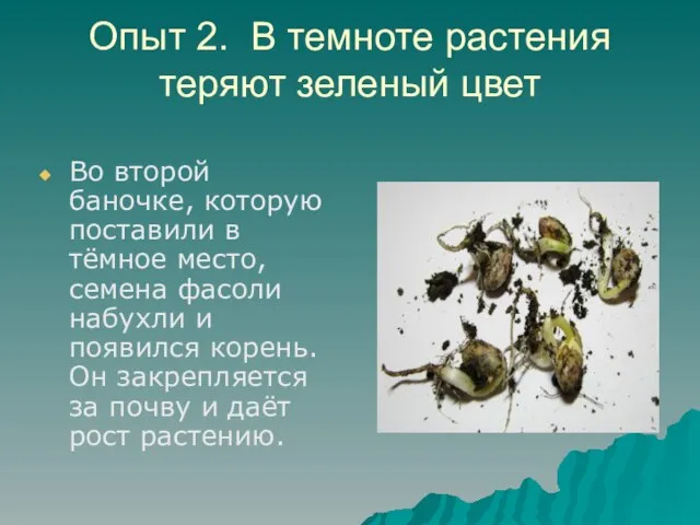 Опыт 2. В темноте растения теряют зеленый цвет Во второй баночке, которую