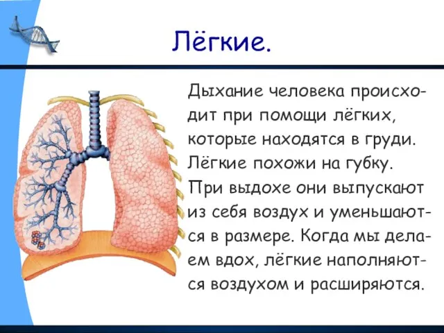 Лёгкие. Дыхание человека происхо- дит при помощи лёгких, которые находятся в груди.