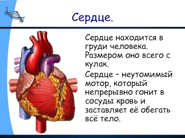 Сердце. Сердце находится в груди человека. Размером оно всего с кулак. Сердце