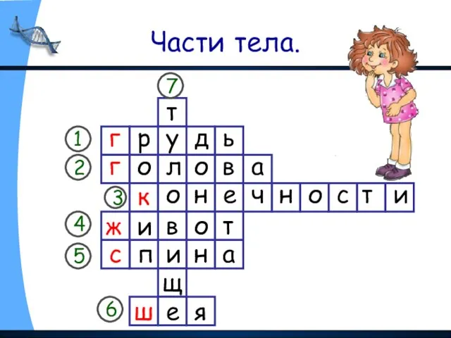 Части тела. г 1 2 3 4 5 6 г к ж с ш 7