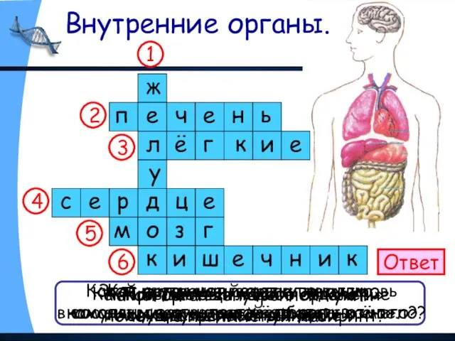 Внутренние органы. Ответ Как называется главное отделение «внутренней кухни»? Как называют соседку