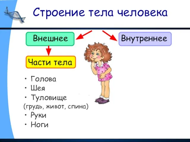 Строение тела человека Внешнее Внутреннее Голова Шея Туловище (грудь, живот, спина) Руки Ноги Части тела