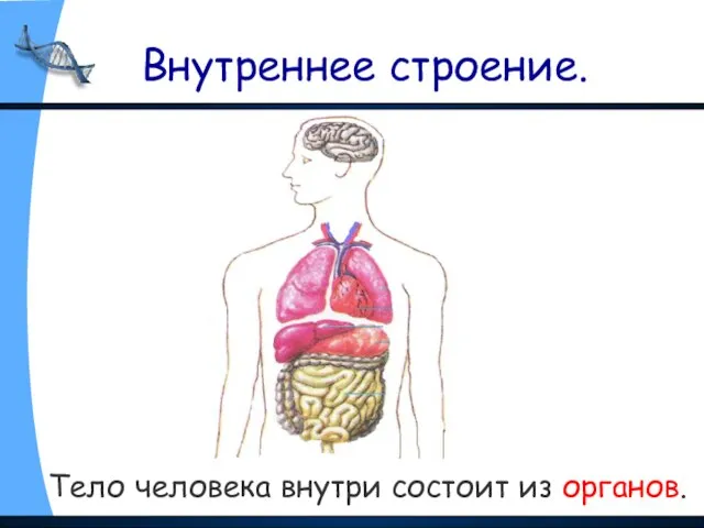 Внутреннее строение. Тело человека внутри состоит из органов.