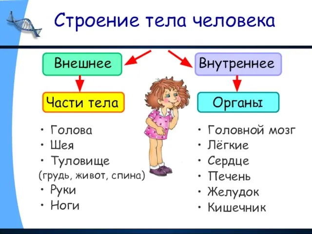 Строение тела человека Внешнее Внутреннее Голова Шея Туловище (грудь, живот, спина) Руки