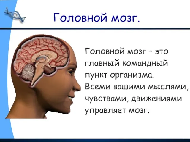 Головной мозг. Головной мозг – это главный командный пункт организма. Всеми вашими
