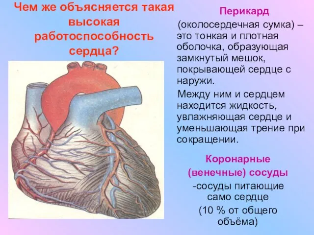 Чем же объясняется такая высокая работоспособность сердца? Перикард (околосердечная сумка) – это