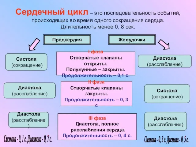 Сердечный цикл – это последовательность событий, происходящих во время одного сокращения сердца.