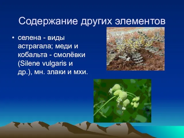 Содержание других элементов селена - виды астрагала; меди и кобальта - смолёвки