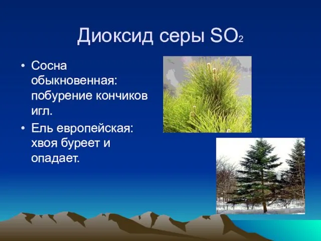 Диоксид серы SO2 Сосна обыкновенная: побурение кончиков игл. Ель европейская: хвоя буреет и опадает.