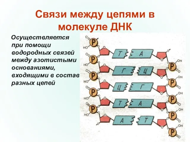 Связи между цепями в молекуле ДНК Осуществляется при помощи водородных связей между