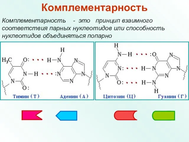 Комплементарность Комплементарность - это принцип взаимного соответствия парных нуклеотидов или способность нуклеотидов объединяться попарно