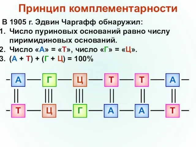 Принцип комплементарности В 1905 г. Эдвин Чаргафф обнаружил: Число пуриновых оснований равно