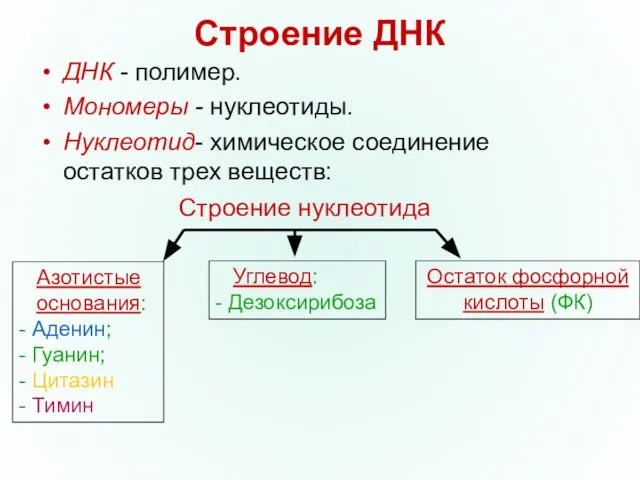 Строение ДНК ДНК - полимер. Мономеры - нуклеотиды. Нуклеотид- химическое соединение остатков