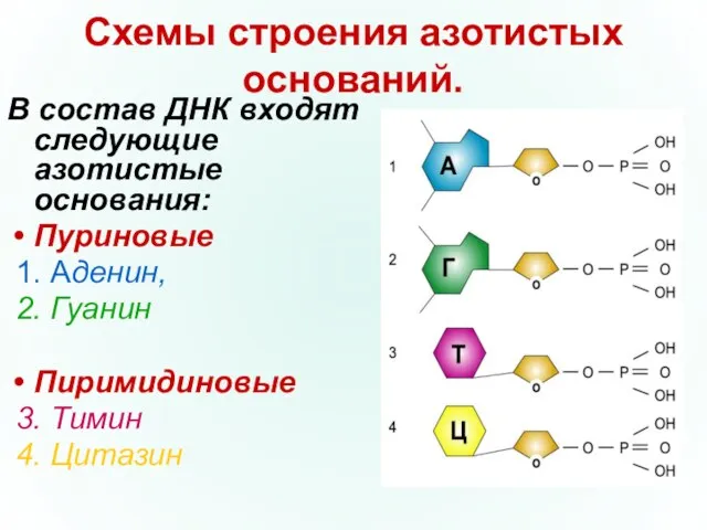 Схемы строения азотистых оснований. В состав ДНК входят следующие азотистые основания: Пуриновые