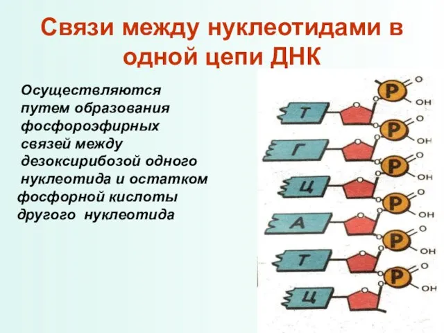 Связи между нуклеотидами в одной цепи ДНК Осуществляются путем образования фосфороэфирных связей