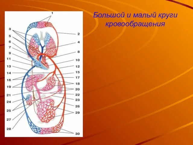 Большой и малый круги кровообращения