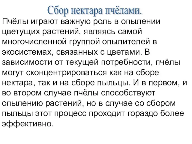 Сбор нектара пчёлами. Пчёлы играют важную роль в опылении цветущих растений, являясь