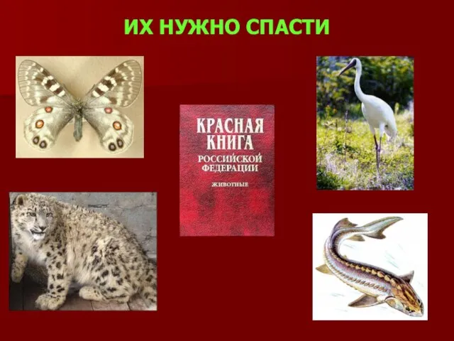 ИХ НУЖНО СПАСТИ