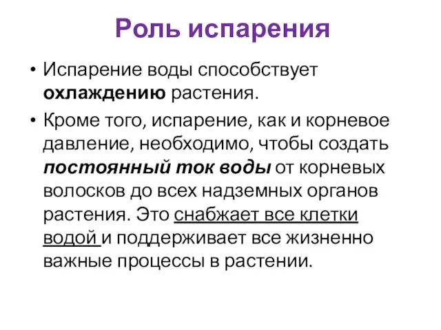 Роль испарения Испарение воды способствует охлаждению растения. Кроме того, испарение, как и