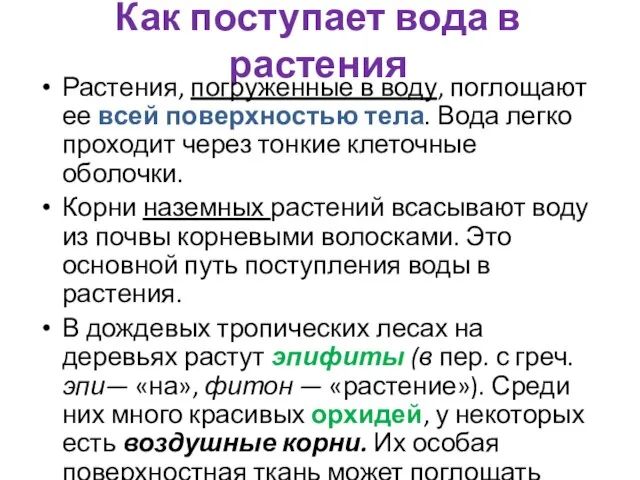 Как поступает вода в растения Растения, погруженные в воду, поглощают ее всей