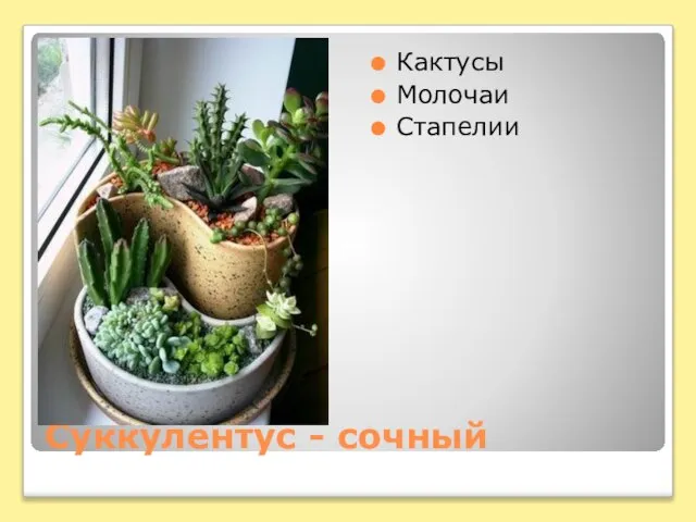 Суккулентус - сочный Кактусы Молочаи Стапелии