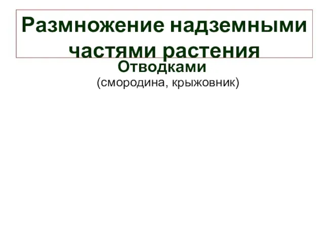 Размножение надземными частями растения Отводками (смородина, крыжовник)