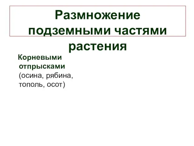 Размножение подземными частями растения Корневыми отпрысками (осина, рябина, тополь, осот)