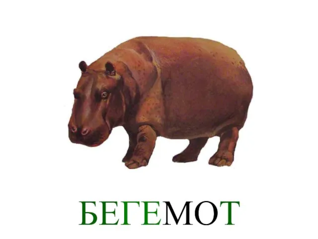 БЕГЕМОТ