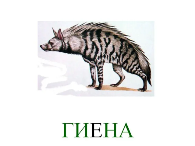 ГИЕНА