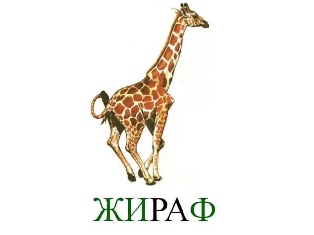 ЖИРАФ