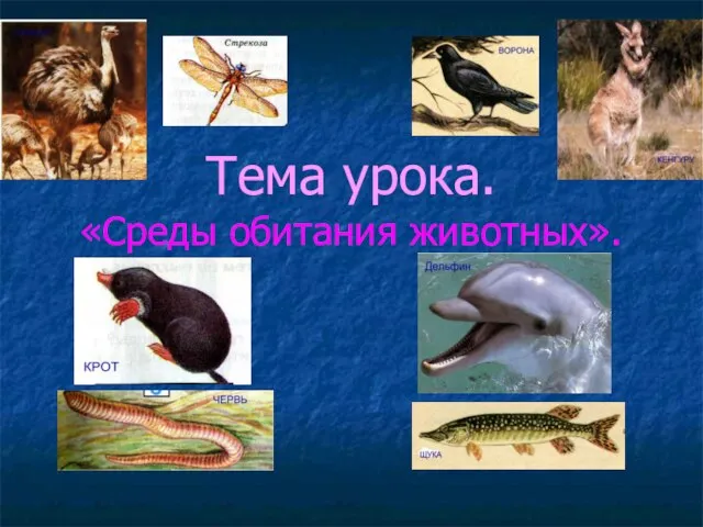 Презентация на тему Среды обитания животных