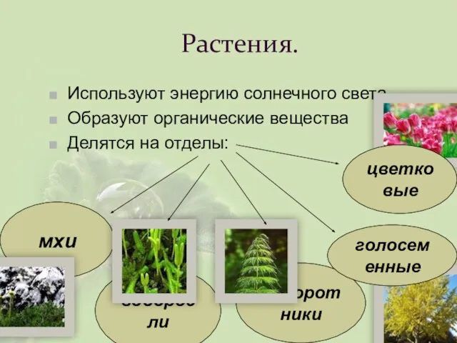 Растения. Используют энергию солнечного света Образуют органические вещества Делятся на отделы: цветковые папоротники водоросли мхи голосеменные