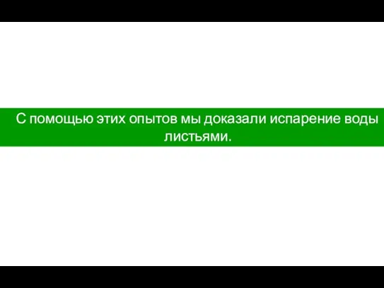 С помощью этих опытов мы доказали испарение воды листьями.