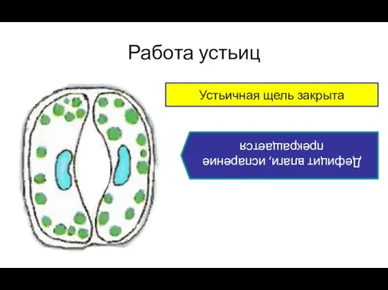 Работа устьиц Устьичная щель открыта Влаги достаточно, происходит испарение воды листьями Устьичная