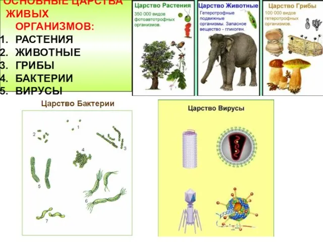 ОСНОВНЫЕ ЦАРСТВА ЖИВЫХ ОРГАНИЗМОВ: РАСТЕНИЯ ЖИВОТНЫЕ ГРИБЫ БАКТЕРИИ ВИРУСЫ