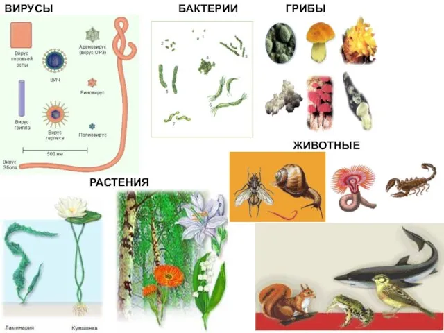 ВИРУСЫ БАКТЕРИИ ГРИБЫ РАСТЕНИЯ ЖИВОТНЫЕ