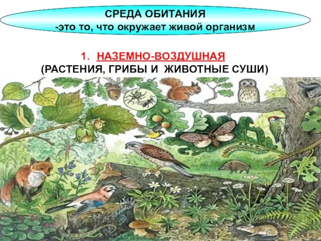 СРЕДА ОБИТАНИЯ -это то, что окружает живой организм НАЗЕМНО-ВОЗДУШНАЯ (РАСТЕНИЯ, ГРИБЫ И ЖИВОТНЫЕ СУШИ)