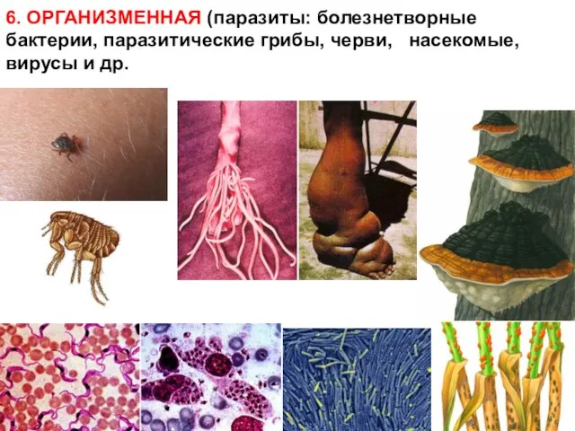 6. ОРГАНИЗМЕННАЯ (паразиты: болезнетворные бактерии, паразитические грибы, черви, насекомые, вирусы и др.