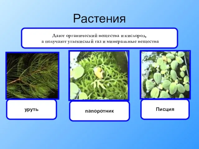 Растения уруть папоротник Писция Дают органический вещества и кислород, а получают углекислый газ и минеральные вещества