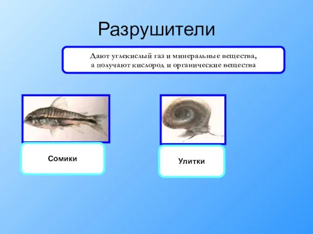 Разрушители Сомики Улитки Дают углекислый газ и минеральные вещества, а получают кислород и органические вещества