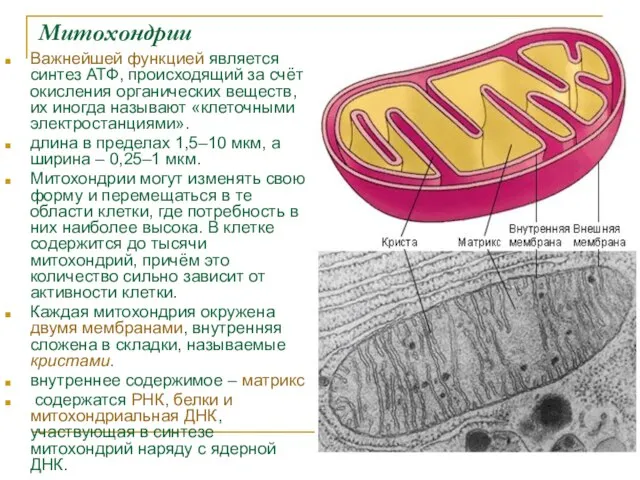 Митохондрии Важнейшей функцией является синтез АТФ, происходящий за счёт окисления органических веществ,