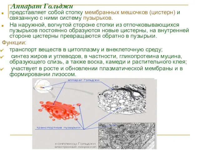 Аппарат Гольджи представляет собой стопку мембранных мешочков (цистерн) и связанную с ними