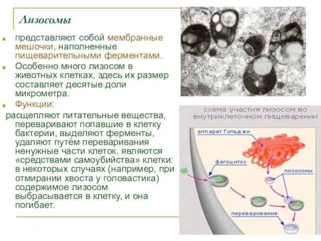 Лизосомы представляют собой мембранные мешочки, наполненные пищеварительными ферментами. Особенно много лизосом в