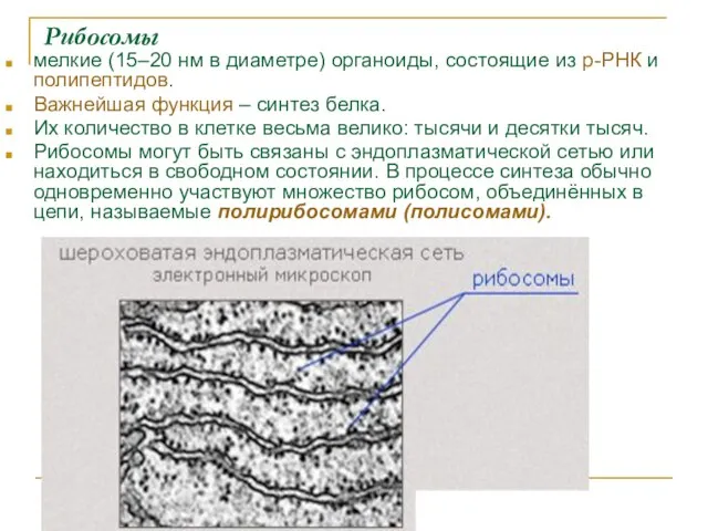 Рибосомы мелкие (15–20 нм в диаметре) органоиды, состоящие из р-РНК и полипептидов.