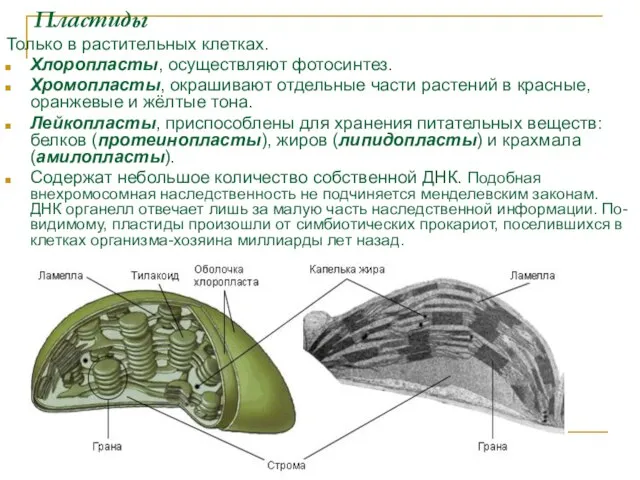 Пластиды Только в растительных клетках. Хлоропласты, осуществляют фотосинтез. Хромопласты, окрашивают отдельные части