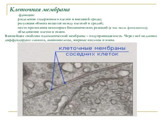 Клеточная мембрана функции: разделение содержимого клетки и внешней среды; регуляция обмена веществ