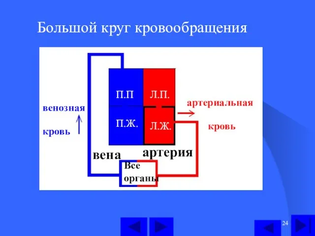 Большой круг кровообращения П.П П.Ж. Л.П. Л.Ж. Все органы артерия вена артериальная кровь венозная кровь